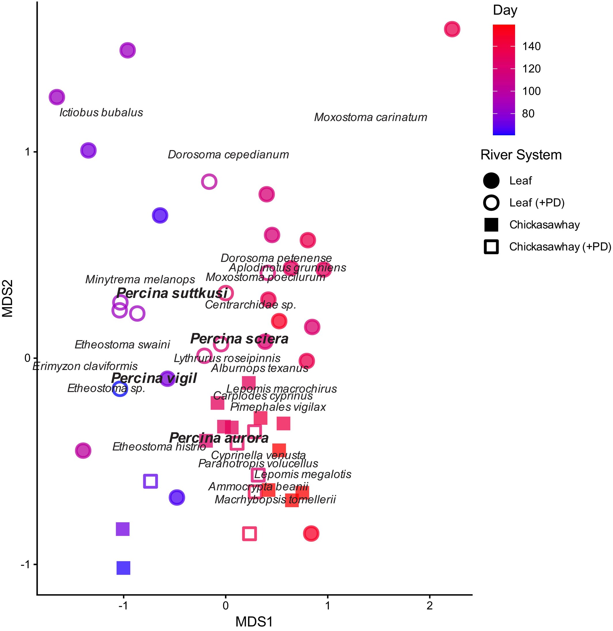 Non-metric multidimensional scaling analysis of metabarcoding data from larval sampling. Haplotypes were identified to species based on BLAST searches, and abundance inferred from read counts (see text for details). Read counts were then log-transformed and analysis performed on a Bray–Curtis similarity index with K=2 dimensions specified. Species are plotted in weighted mean position, with Percina species in bold for emphasis.